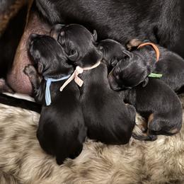 Boy 3 - Black and tan male Manchester Terrier puppy in Oakdale, California from Noble Kennels Standard Manchesters