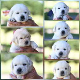 Labrador Retriever Puppies from ROCK CREEK LABRADORS