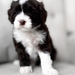 Tahoe - Brown and white Portuguese Water Dog puppy in Mount Vernon, Ohio from Portie Club PWD's