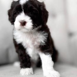 Tahoe - Brown and white Portuguese Water Dog puppy in Mount Vernon, Ohio from Portie Club PWD's