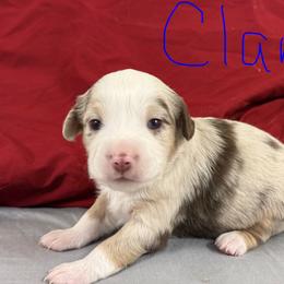 Clara - Red merle female Toy Australian Shepherd puppy in College Station, Texas from South Paw Toy Aussies