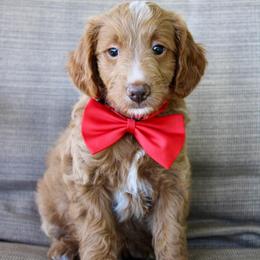 Coast - Red  male Goldendoodle puppy in Comanche, Texas from Central Texas Doodles, LLC.