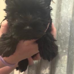 Fiona - Black female Miniature Schnauzer puppy in Wentworth, Missouri from Twisted R Farm