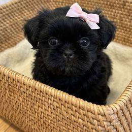 Juno - Black female Shih Tzu puppy in Corona, California from Ju Shih Tzu