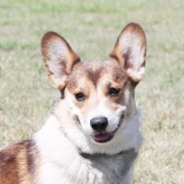 Izzy - Pembroke Welsh Corgi