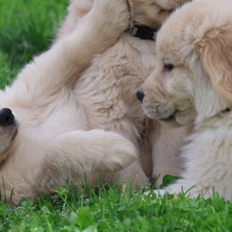 Golden Retrievers from Novella Golden Retrievers