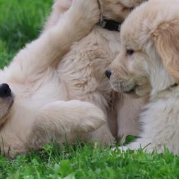 Golden Retrievers from Novella Golden Retrievers