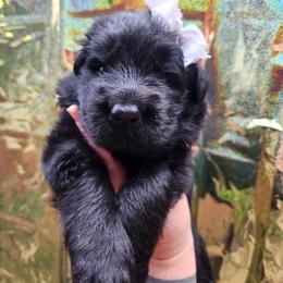 Coconut - Black female German Shepherd puppy in Fort Jennings, Ohio from Von Holtzapple German shepherds