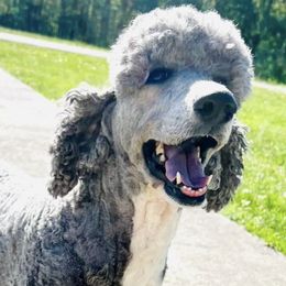 Aussiedoodles and Poodles from Sassy Poodle’s & Doodle’s