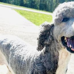 Aussiedoodles and Poodles from Sassy Poodle’s & Doodle’s