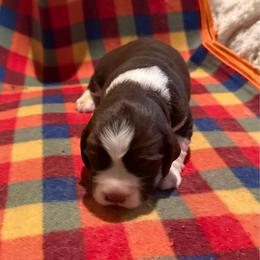 Joleen - White and liver female English Springer Spaniel puppy in Memphis, Tennessee from Lynn Bee Avenue
