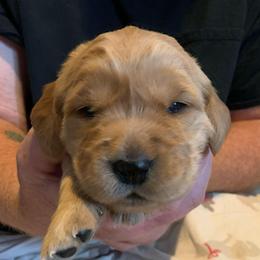 Pink girl puppy - Golden female Golden Retriever puppy in Wabash, Indiana from Glenhaven Goldens