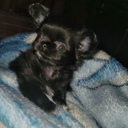 Chihuahua Puppies from Elegant Exotic Chihuahua's