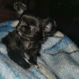 Chihuahua Puppies from Elegant Exotic Chihuahua's