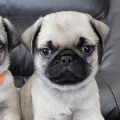 Pugs and Siberian Huskies from Happy Pugs & Huskies