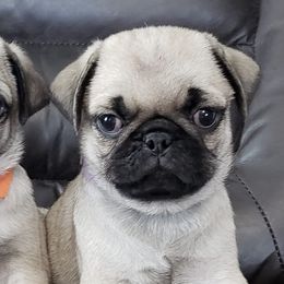 Pugs and Siberian Huskies from Happy Pugs & Huskies