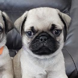 Pugs and Siberian Huskies from Happy Pugs & Huskies