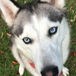 Bonnie - Siberian Husky