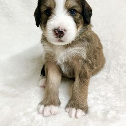 Sage - F1 Small Standard - Sable Bernedoodle puppy in Waco, Texas from Hope Valley Doodles