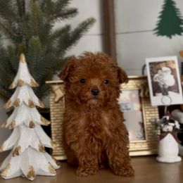 Jingle - Red  male Goldendoodle puppy in St George, Utah from Doodle Bears of Southern Utah