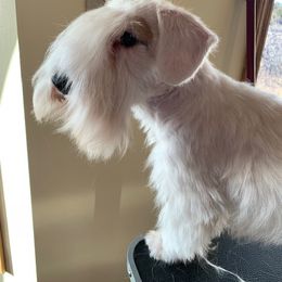 Mame - Sealyham Terrier