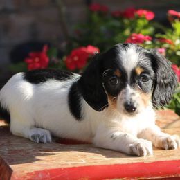 Female 1 - Piebald female Dachshund puppy in Childress, Texas from Taylor Farms