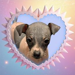 Cranberry - White and black female American Hairless Terrier puppy in Phoenix, Arizona from Bare Valley