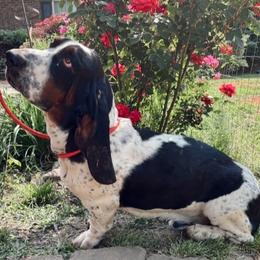 Bentley - Basset Hound