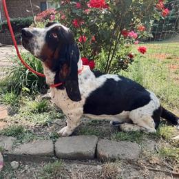 Bentley - Basset Hound