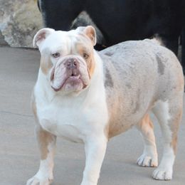 Angel - Bulldog