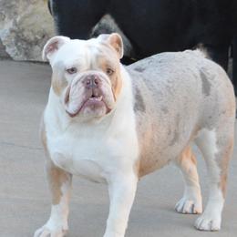 Angel - Bulldog