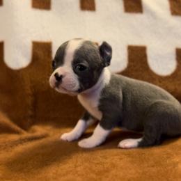 Girl 1 - Seal and white Boston Terrier puppy in Columbus, Ohio from Columbus Boston Terriers