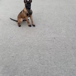 Belgian Malinois Puppies from Lion and The Lamb Kennel