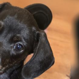 Dachshunds from Rapisarda Dachshunds