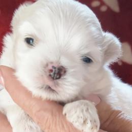 Maltese puppies from Sassy Yorkie , miniature schnauzer , Maltese Love of Alabama