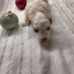 Baby boy - Parti male Poodle puppy in Louisville, Mississippi from Cindy's Poodles
