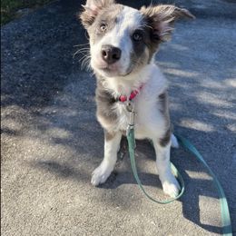 American Corgi, Border Collie, and Pembroke Welsh Corgi Puppies from Cowtown Corgis & Border Collies