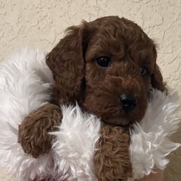 AKC Boy 3 Mini - Red  male Poodle puppy in Southwest Ranches, Florida from Herringbone ‘s Poodles