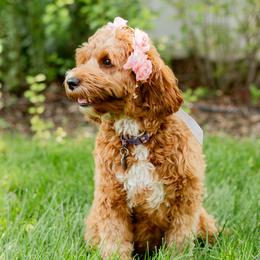 Cora - Goldendoodle