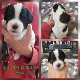 Christopher Robin - Black white and tan male Cockapoo puppy in Zanesville, Ohio from Oodles of Doodles & Poos
