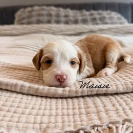 Maisie - Caramel female Australian Labradoodle puppy in Nashville, Tennessee from SF Australian Labradoodles