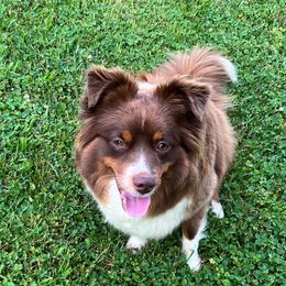 Caroline - Miniature Australian Shepherd