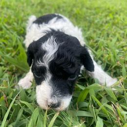 BWM - Parti male Poodle puppy in Bee Branch, Arkansas from Scroggins Creek Doodles