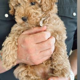 Cavapoo, Cockapoo, Goldendoodle, and Maltipoo Puppies from Perdue Puppies