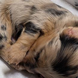 Boy 1 - Dapple male Dachshund puppy in Columbus, Ohio from Bumpkins Dachshunds
