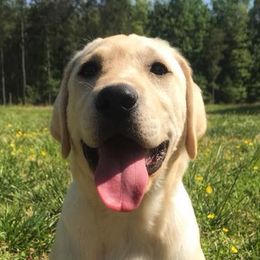 Labradoodles and Labrador Retrievers from WolfSong Kennels