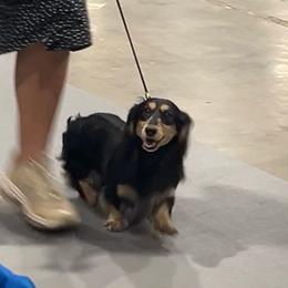 Stoick - Dachshund