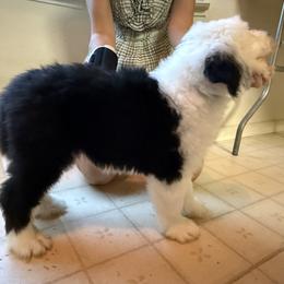 Old English Sheepdog All Grown Up from Cotufas