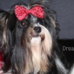Olive - Biewer Terrier