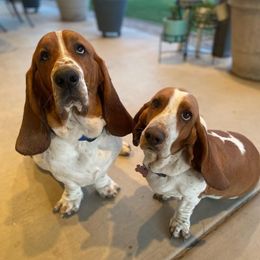 Basset Hounds from Long and Low Bassets